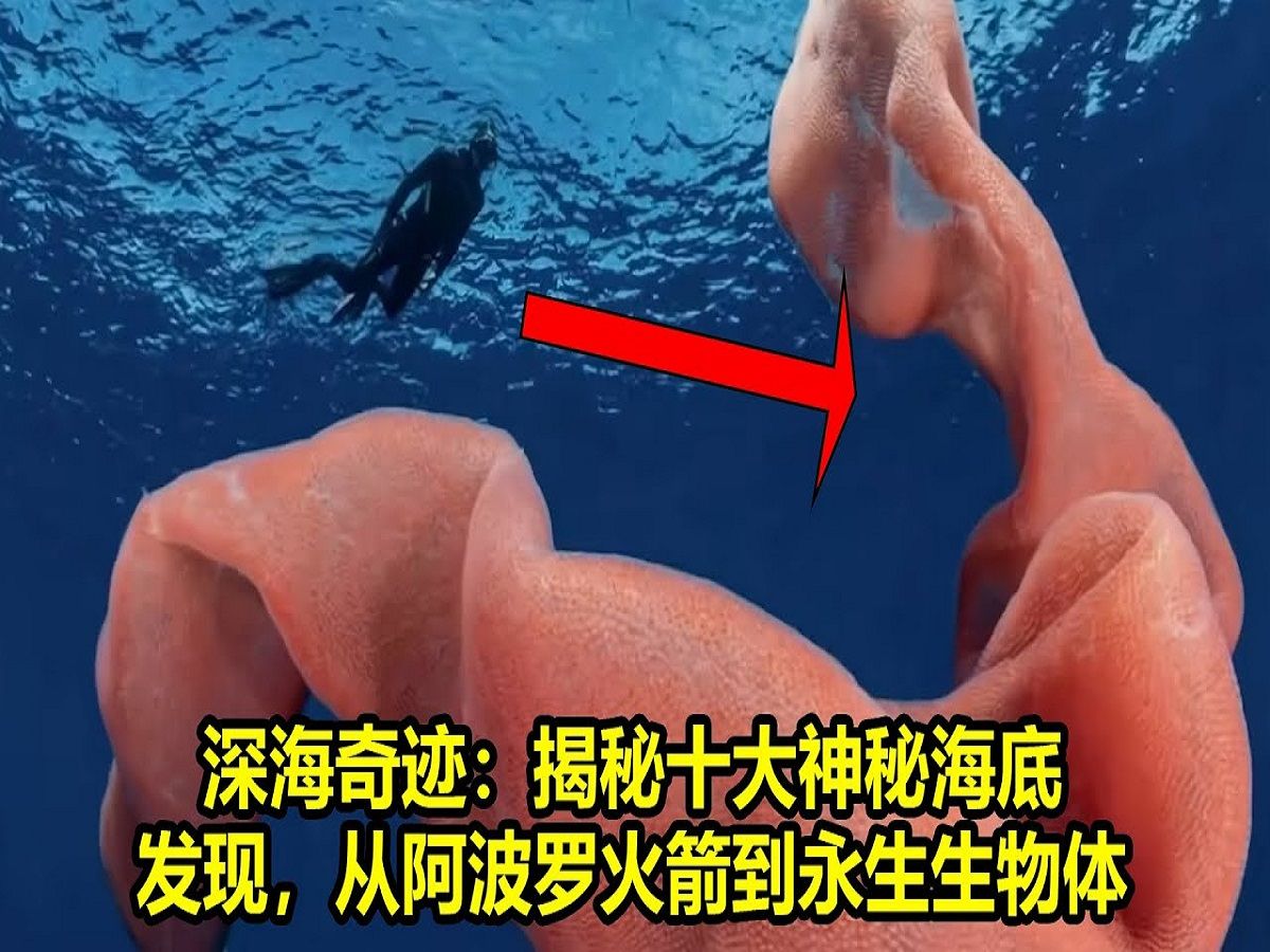 潜水锦标赛:探索深海的神秘世界的简单介绍 潜水锦标赛:探索深海的神秘世界的简单介绍