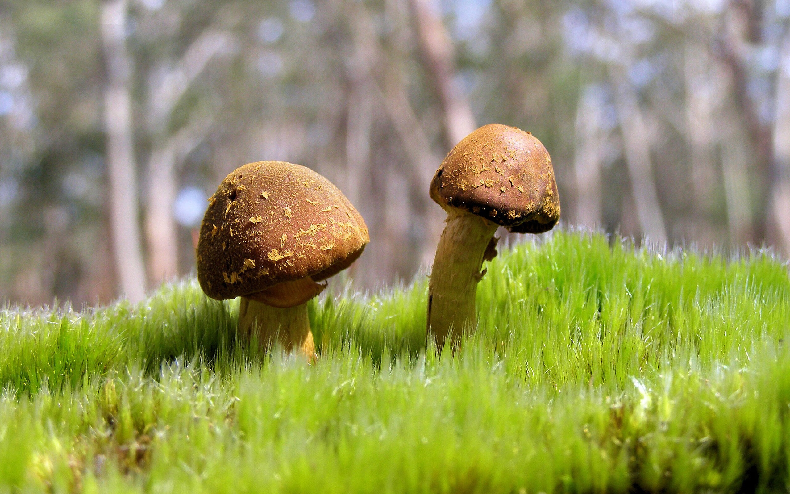 FaZe分析LOL全球赛事的流量潜力,lol全球赛区排名