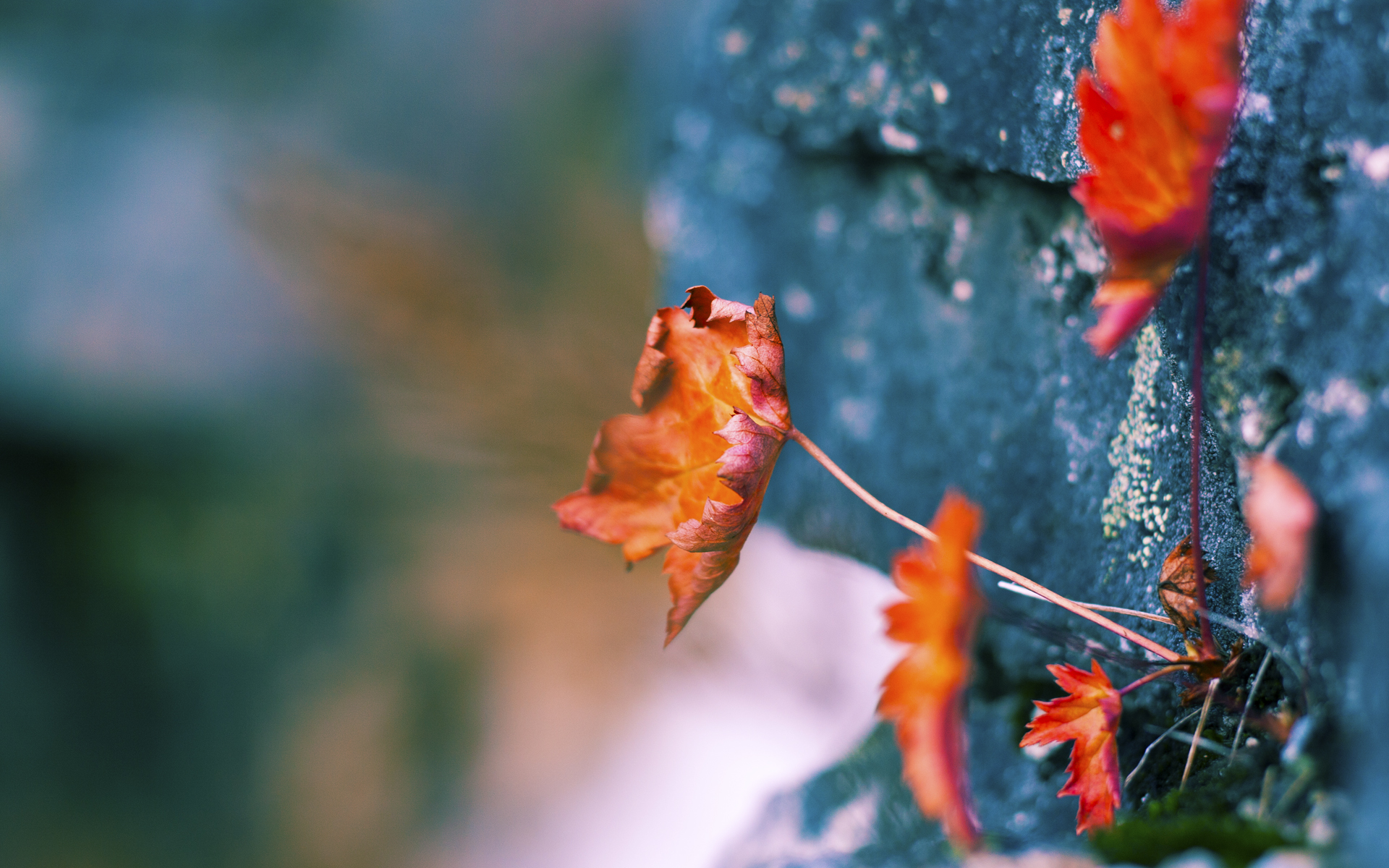 EDG赛季目标明确冲击总冠军，edg的目标一直是冠军