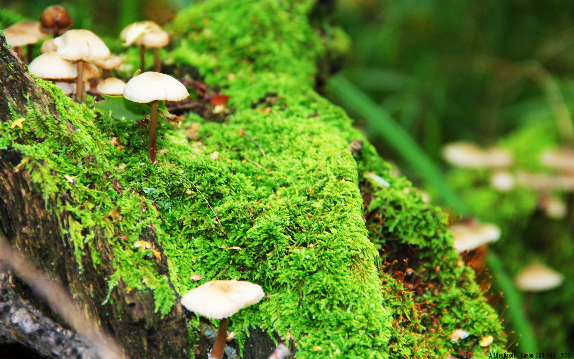 主教练是否应掌控更多球，主教练能不能上场踢球