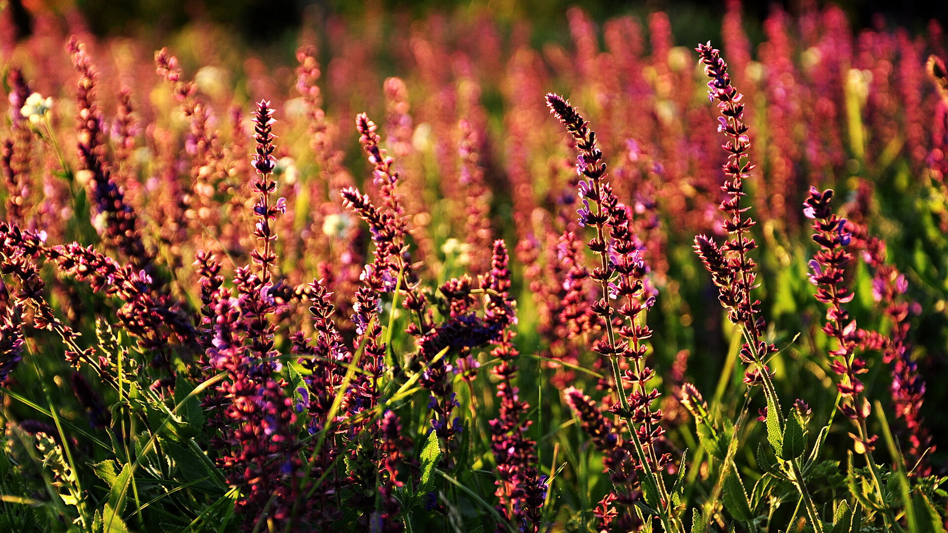 多特蒙德铁血誓师，欧冠之巅终将属于他们，多特蒙德欧冠亚军阵容