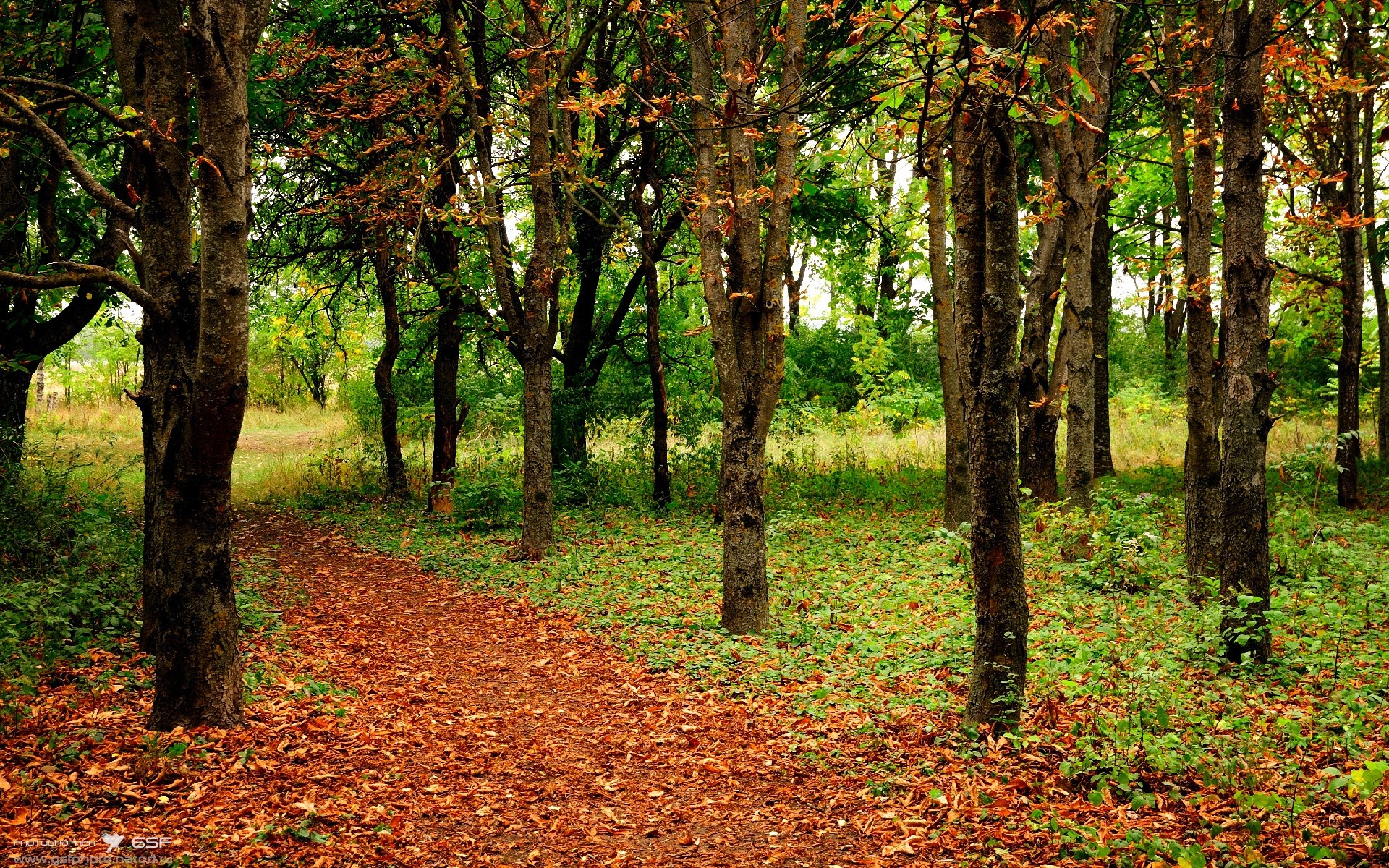 独行侠击退雄鹿,东契奇连续命中五记三分,东契奇31 12 20 独行侠险胜奇才